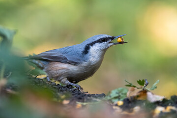 Nuthatch and corn grain