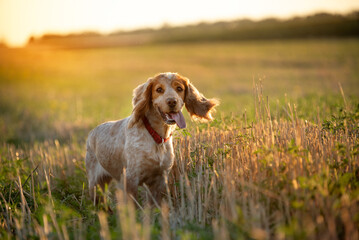 A charming cheerful red-colored dog with long ears of the spaniel breed stands in a field with high stubble in the golden rays of the evening sun. A walk with a hunting dog outside the city.