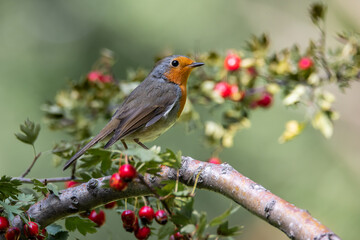 Burrowing in a hawthorn with red berries