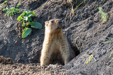 Groundhog baibak peeks out of the hole