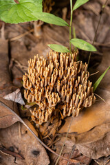 Gomphaceae