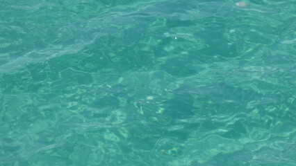 Fototapeta premium Jellyfish