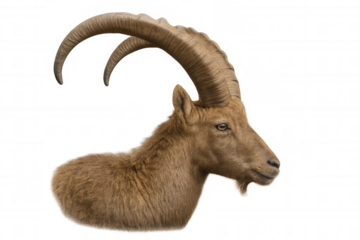 Profile view of a west caucasian tur, showcasing its impressive curved horns, isolated on a transparent background