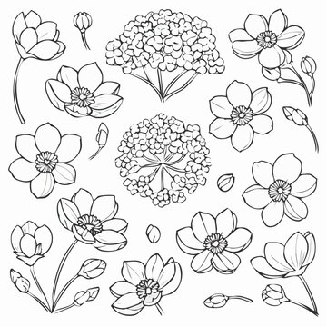 Babys Breath Flower Line Art Set
