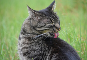 Cat washing with pink rough tongue in green grass

