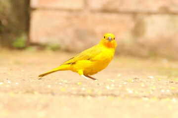 Canario Coronado, Ave silvestre Suramérica. (sicalis flaveola).