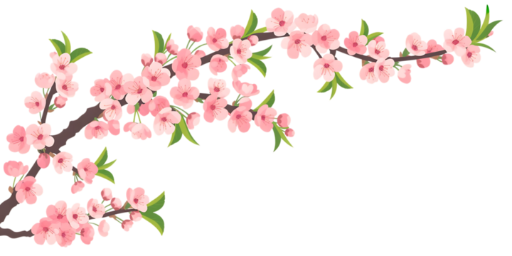 Pink Cherry Blossom Branch with Green Leaves resolution isolated on a transparent background