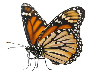 Monarch Butterfly with Orange and Black Wings fyk5ndohqbkq7vse7ejd8q isolated on a transparent background