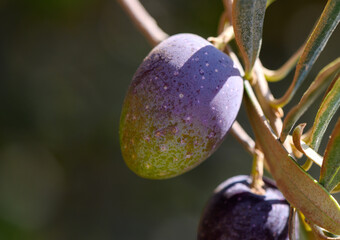 Fresh green olives hanging on branch under Mediterranean sun in Cyprus