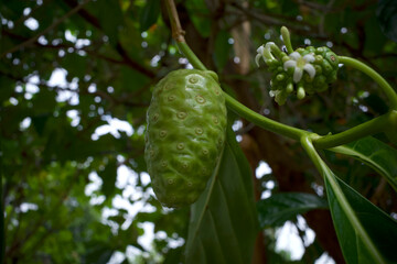 Fototapeta premium Mengkudu, raw Noni fruit (Morinda citrifolia), also called a starvation fruit
