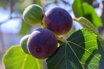 Fresh fig fruit on branch glowing in Cyprus sunlight