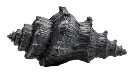 close up of a seashell