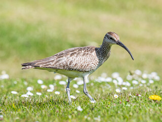 Eurasian whimbrel in the beautiful nature of Iceland