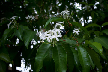 Pranajiwa (Euchresta horsfieldii) flower, medicinal plants known in West Nusa Tenggara and the island of Bali, Indonesia