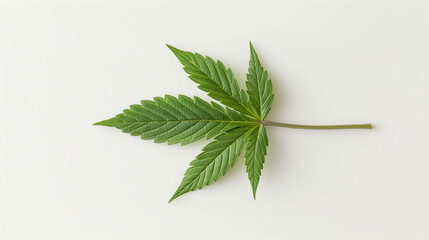Hemp leaf isolated on white, Green hemp leaf with distinct serrated edges placed against white background.