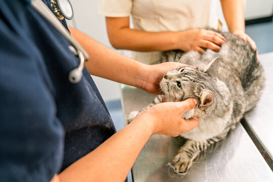 Veterinarian examining kitten's head in veterinary clinic - Powered by Adobe