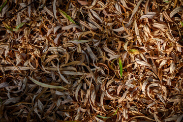 Background of yellow dry leaves on the ground in Cyprus