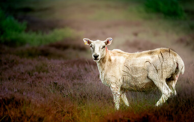 A scottish A scottish sheep looking at camera ,scottish sheep also known as Scottish Blackface.A photo from scottish highlands.