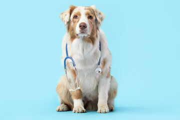 Cute Australian Shepherd dog with stethoscope on blue background