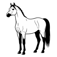 Obraz premium Black and white illustration a horse