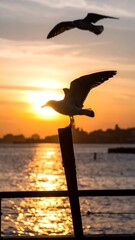 Silhouetted seagulls soar above a golden sunset over water