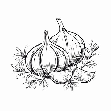 hand drawn garlic bread line art for food design