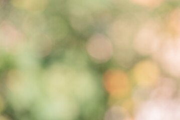 Obraz premium Defocus lights natural. Blurred background of plants.