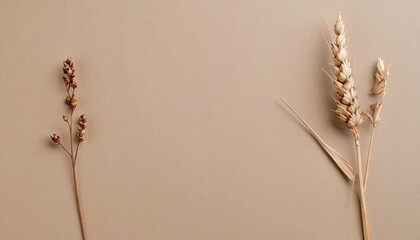 Dried Wheat and Grass on Beige Background