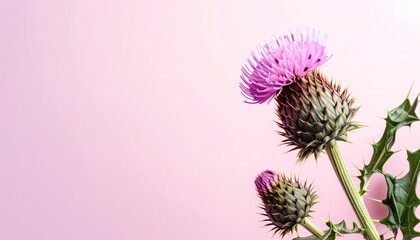 Pink Thistle Flower on Pink Background