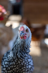 Hens in a chicken coop