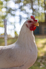 Hens in a chicken coop