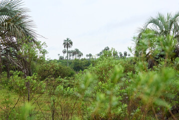 Tropical scenery in El Palmar National Park, Entre Rios, Argentina, a protected area where the endemic Butia yatay palm tree is found. Concepts: ecotourism, protection of ecosystems and their species
