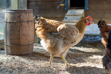 Hens in a chicken coop