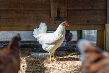 Hens in a chicken coop © Duane