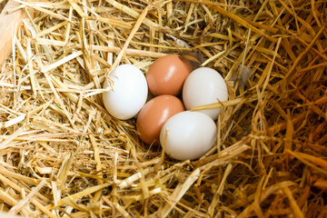 Five eggs in a straw nest.