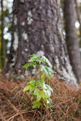 Small oak sapling in a field of pine needles.