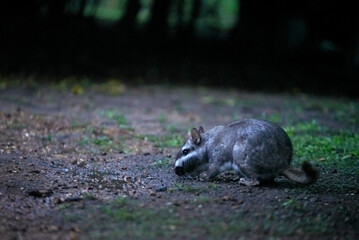 Plains viscacha or vizcacha, Lagostomus maximus, during nighttime, when this species, which is nocturnal, remains active and out of its burrows. El Palmar National Park, Entre Rios, Argentina.