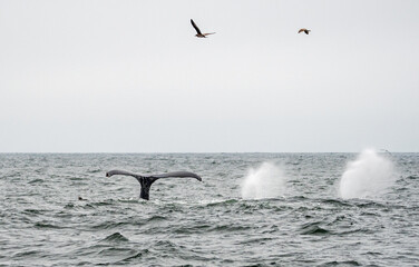 Humback whales feeding in Monterey Bay California.
