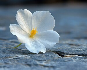 White flower with yellow center on textured gray stone background