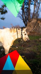 White horse in a field, abstract shapes
