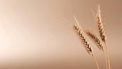 Obraz premium Wheat Stalks Against a Beige Background