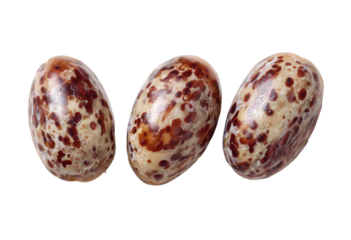 Three oval seashells,  close-up,  displaying  a mottled  brown and cream  pattern