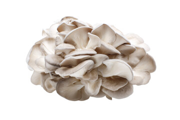 Cluster of fresh oyster mushrooms isolated on white background