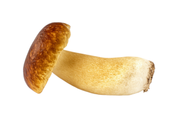 Fresh king bolete mushroom with brown cap and thick stem isolated on black background