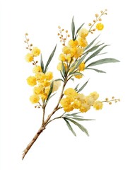 Watercolor painting of a delicate sprig featuring numerous small, bright yellow blossoms clustered along slender, elegant branches with long, narrow, grayish-green leaves