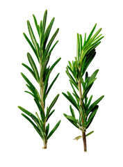 Fototapeta premium Close-up of two sprigs of fresh rosemary. Vibrant green leaves, needle-like, on slender stems. Sharp focus, dark background
