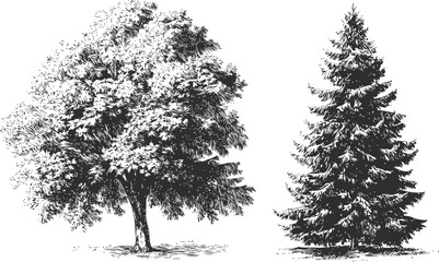 Fototapeta premium Deciduous tree and evergreen pine sketch, hand drawn detailed black and white illustration — stock vector