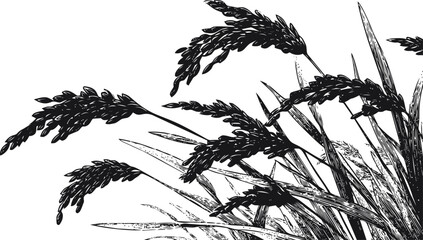 Rice plant sketch hand drawn vector, detailed grains and leaves on white — stock vector