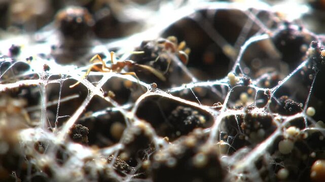 Microscopic White Fungal Network on Dark Soil