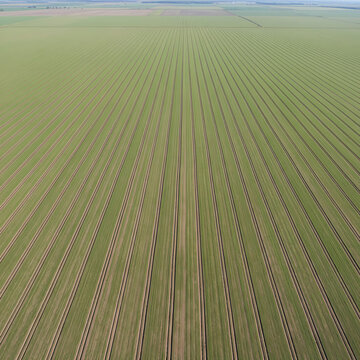 A drone image showing vast agricultural land with perfectly parallel tracks from tractor tires. The concept of precision farming